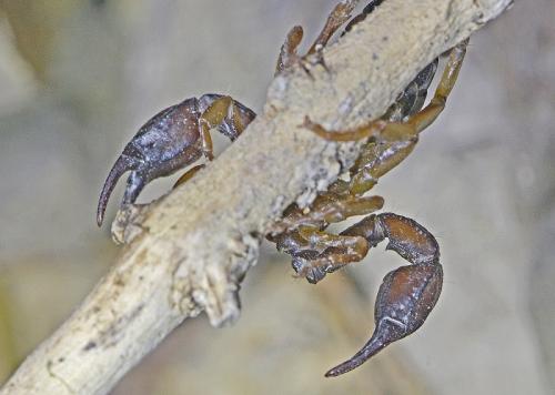 Réf. 227 004 : Euscorpius flavicaudis